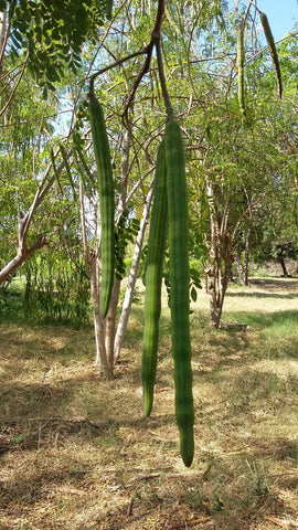 Moringa Seed Drumstick on Tree