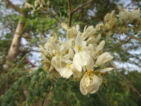 Moringa flowers