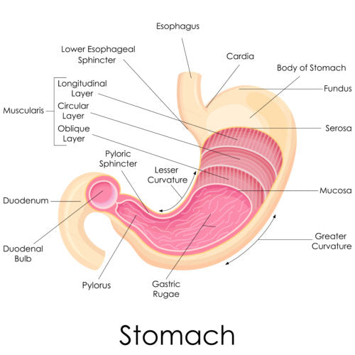 Stomach Image