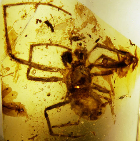 Lebanese amber spider