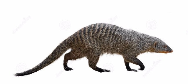 pic of mongoose