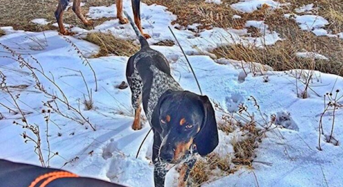 upland bird hunting dogs