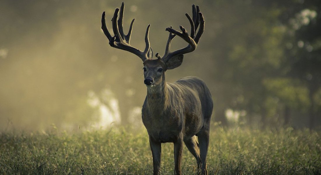 whitetail buck