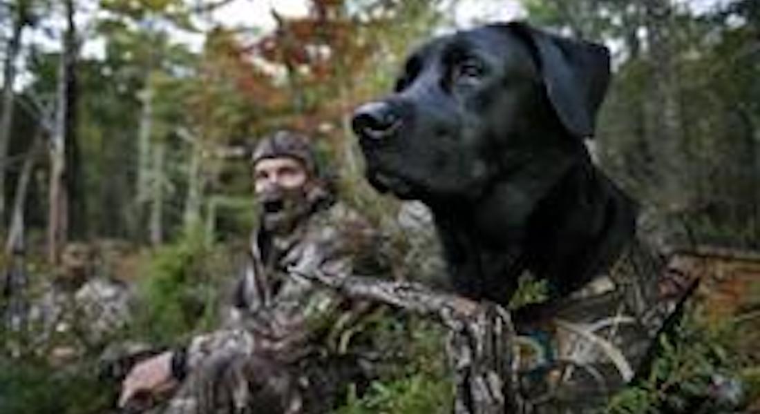 labrador retriever hunting puppies