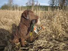 duck hunting german shorthaired pointer
