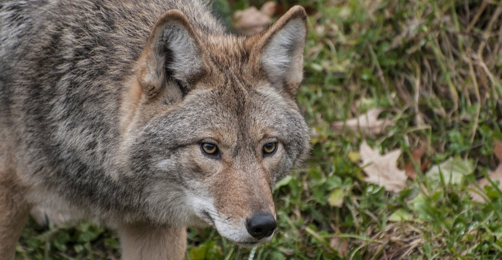 coyote hunting