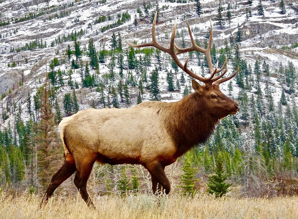 Mule Deer Vs Elk