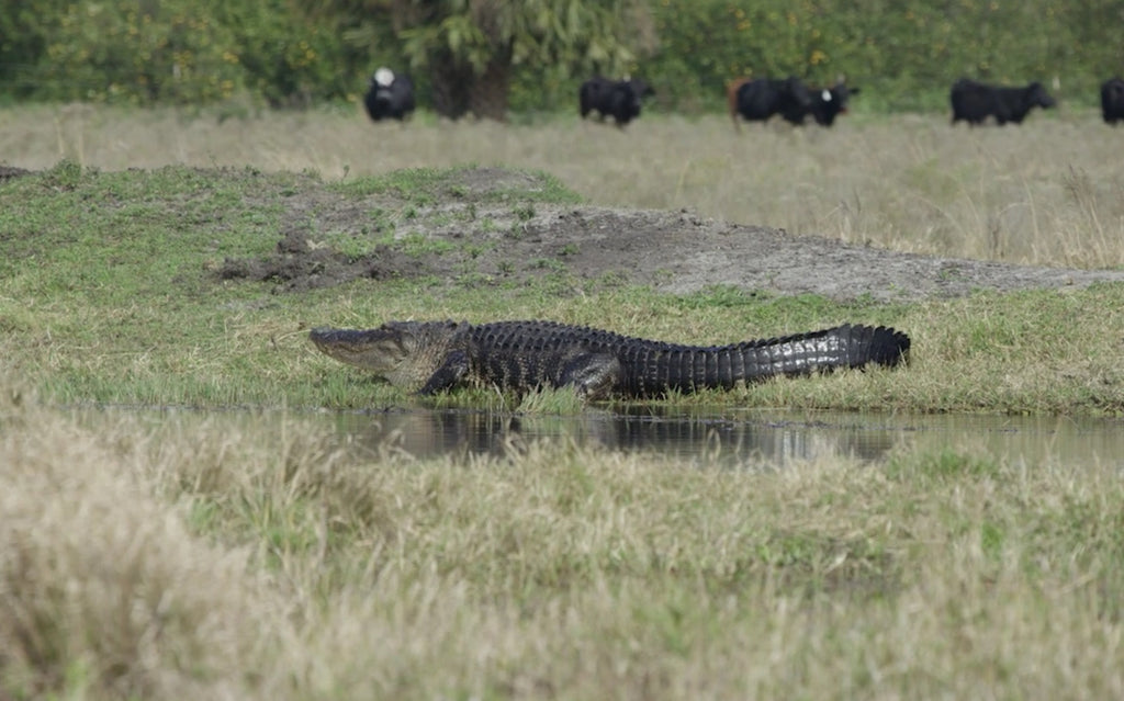 Florida Alligator Hunting Tips & Equipment [Guide]