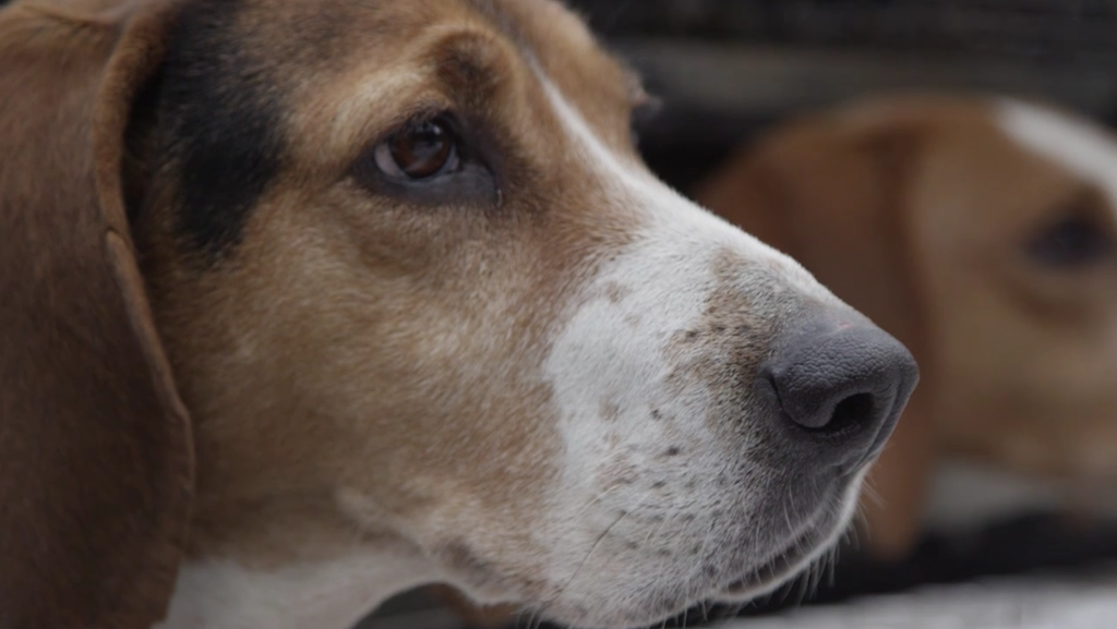 mountain lion hunting with hounds