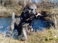 duck hunting german shorthaired pointer