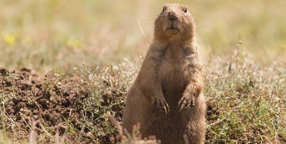 prairie dog