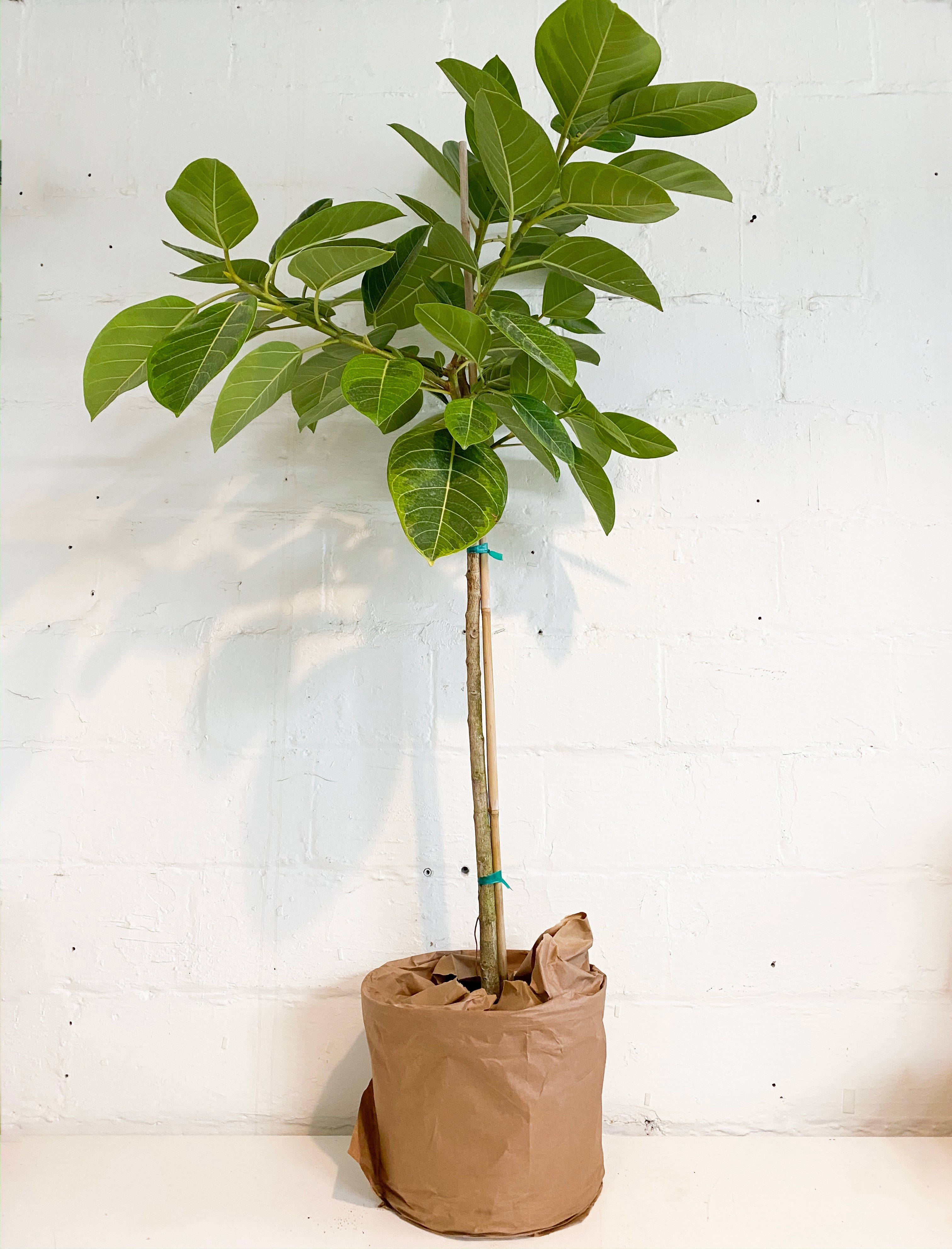 Council Tree (Ficus Altissima) – Grainwell