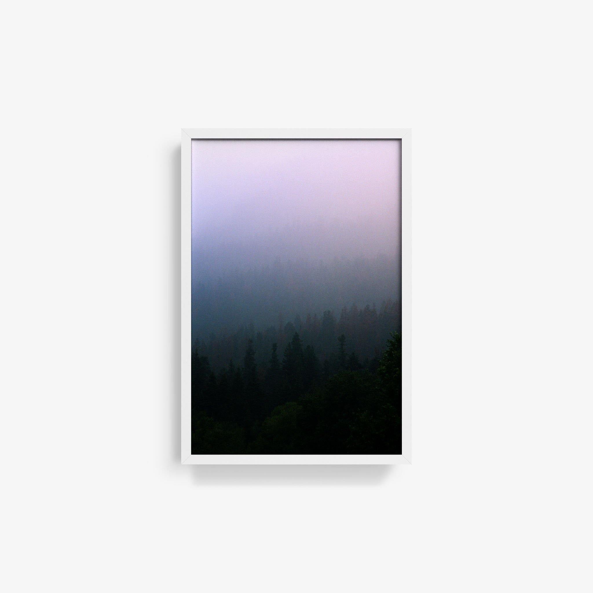 Forest 1 - Brian Merriam - Photography - Tappan Collective