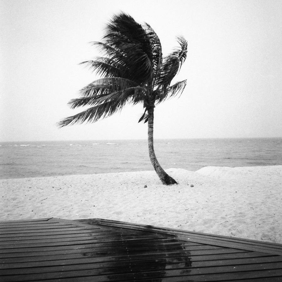 Fiji Palm