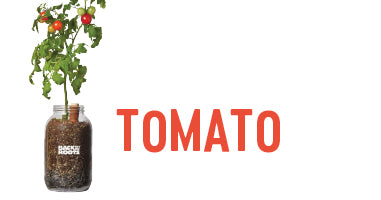 Tomato