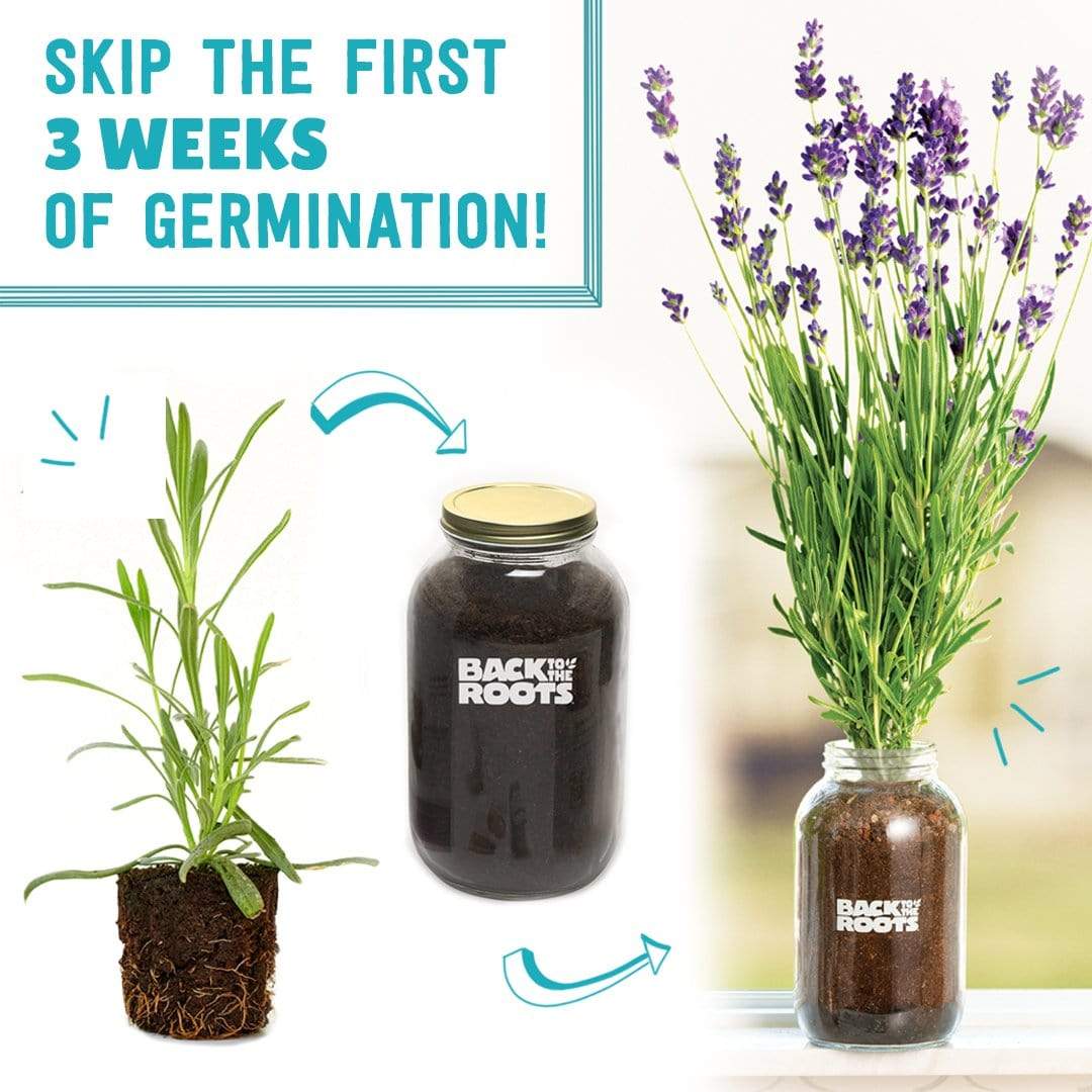 lavender seedlings images