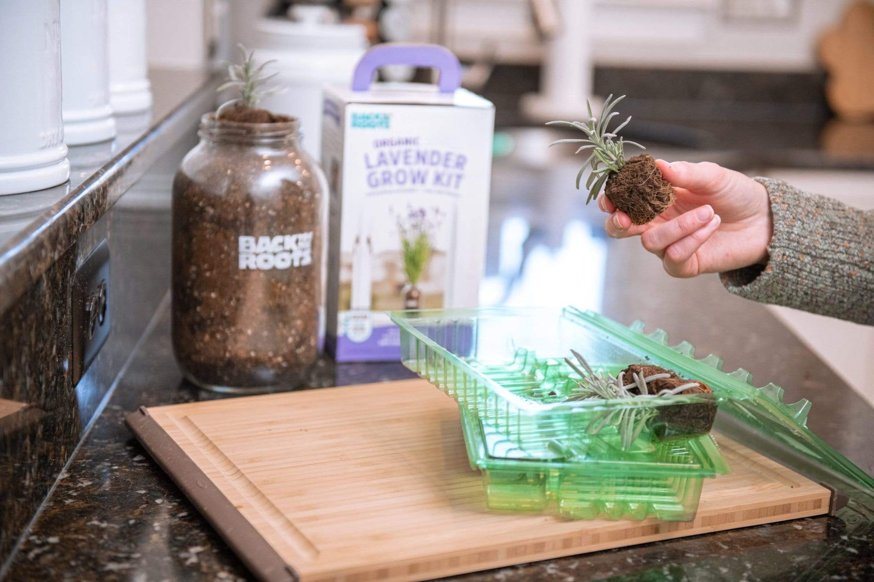 lavender seedlings images