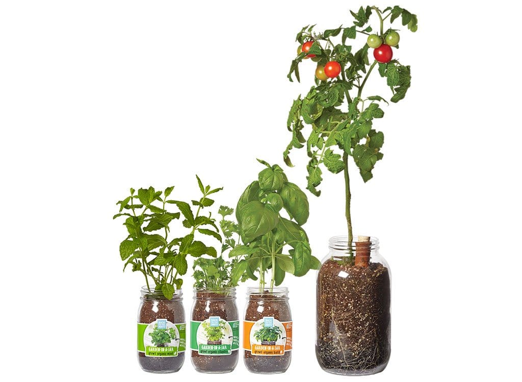 The Mason Jar Gift Set Indoor Gardening  Kit Grow Herbs 