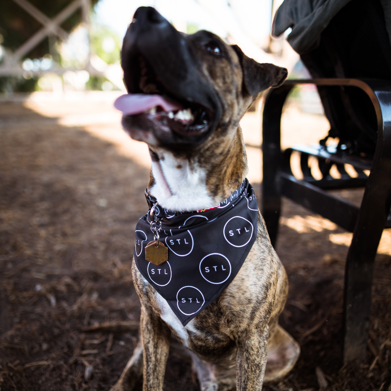 pet bandanas