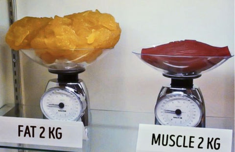 fat vs muscle