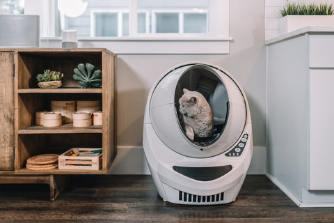 cat in a litter robot