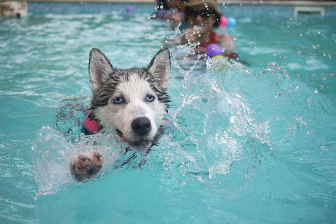 dog swimming in pool