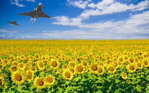 Chernobyl sunflowers