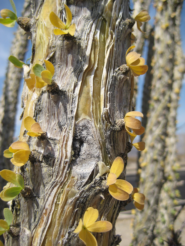 Ocotillo Tree