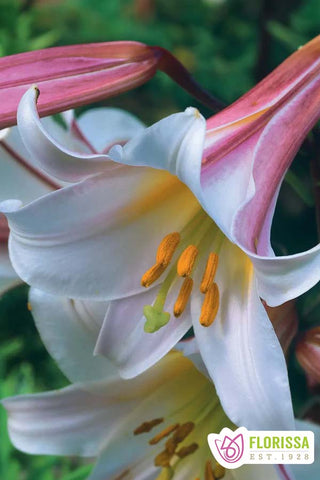 Pink Perfection Trumpet Lily