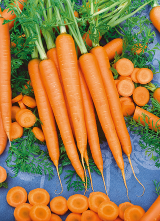 Carrot  Rainbow Blend – The Seed Company by E.W. Gaze