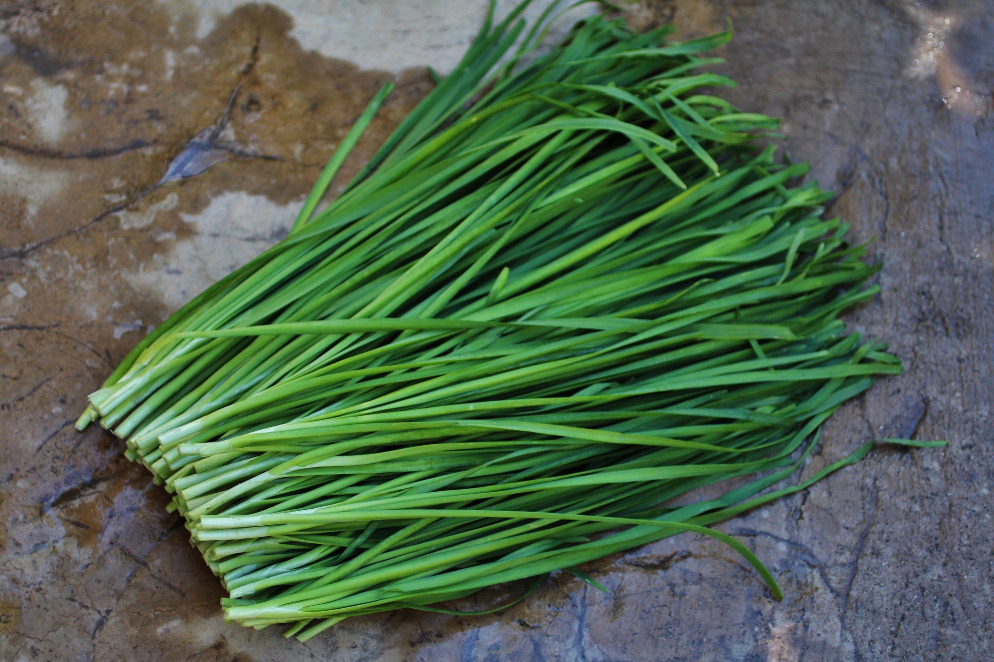 Китайский Chives.