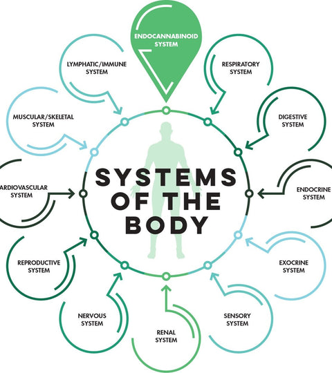 Systems_overview_480x540_crop_center.jpg