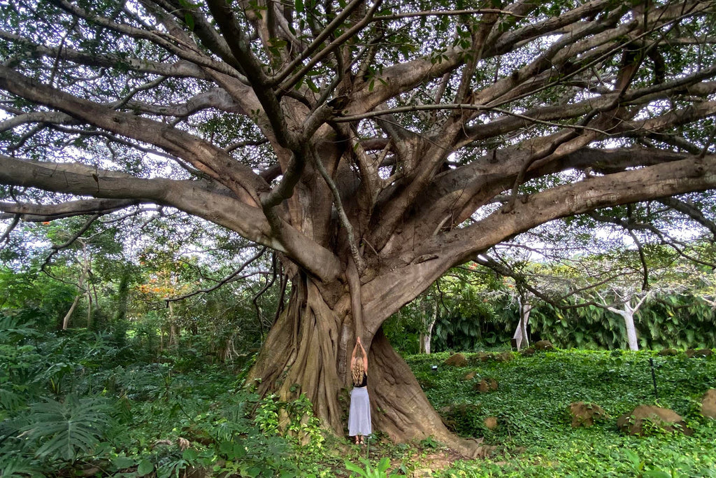 Susie Frazier in front of ancient fig tree in Punta Mita, Mexico