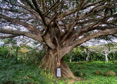 Susie Frazier standing with Ancient Fig Tree in Punta Mita, Mexico
