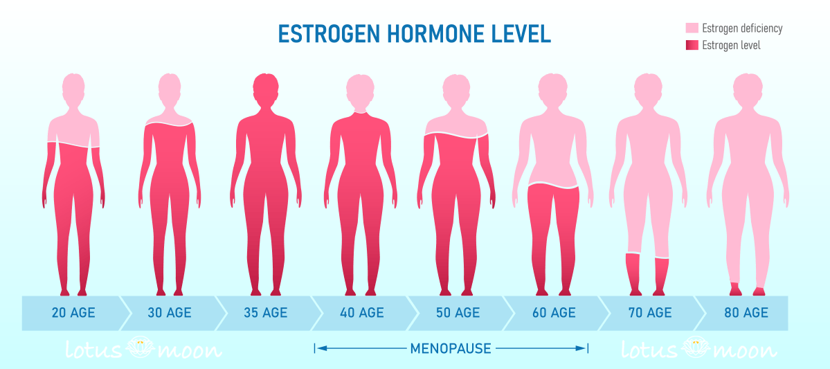 Estrogen levels in women drop