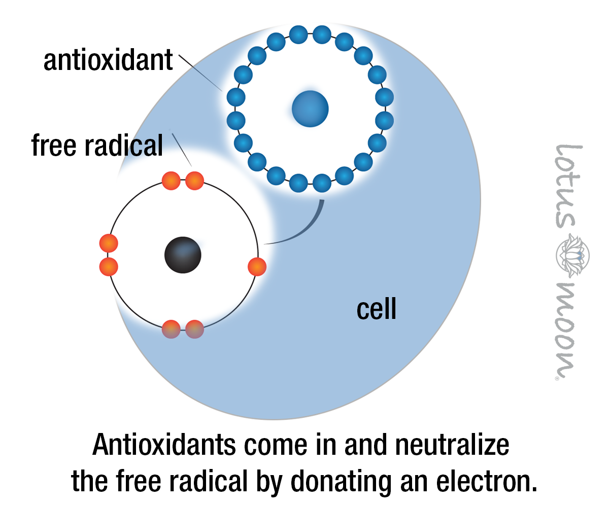 Antioxidant donating electron to free radical
