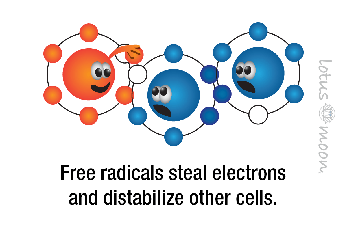 Free radicals steal electrons and distabilize other cells.