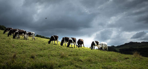 cows grazing on green grass under a cloudy sky—are beef organs keto?