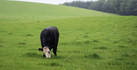 black cow grazing on a lush meadow in a misty morning—Are beef organs rich in minerals?