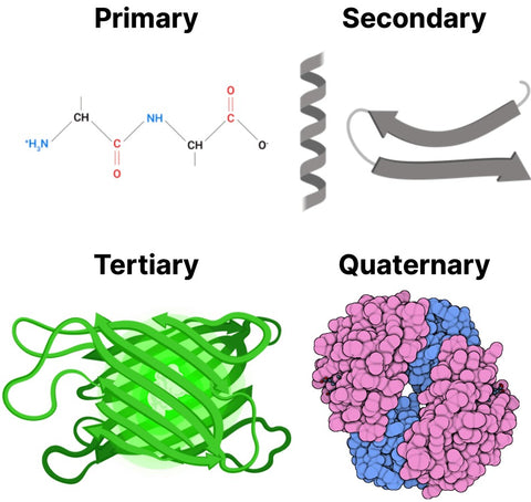 Four main protein structures: primary, secondary, tertiary, and quaternary structure—What is protein? by One Earth Health