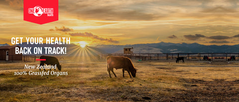 cattle grazing on grass with sunset—One Earth Health—Are Beef Organs Safe to Consume?