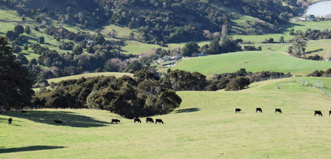 New Zealand pastures, cows grazing on a sunny day—Why New Zealand?