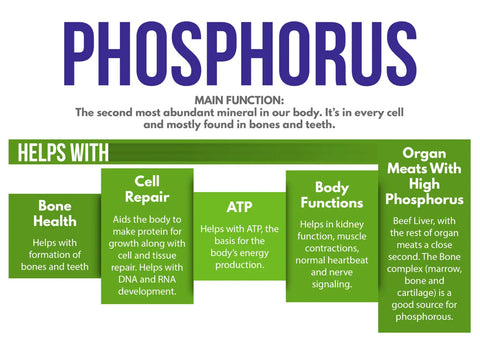 Health benefits and function of phosphorus—Nutritional profile of beef organs—One Earth Health