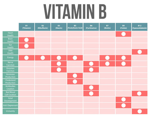 A chart depicting B vitamins found in beef organs and their main functions—Nutritional profile of beef organs—One Earth Health