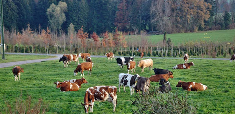 cows grazing on farm, regenerative farming—One Earth Health