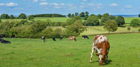 Cows grazing on a luscious green meadow under the clear sky, pasture-raised, grass-fed cattle in New Zealand—Zinc in beef organs