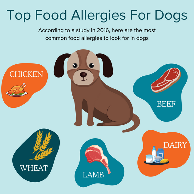 Understanding Dog Food Allergies and How To Help - Tom&Sawyer