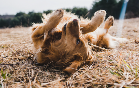 Dog with itchy skin rolling