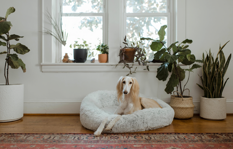 Learn about dog-safe plants