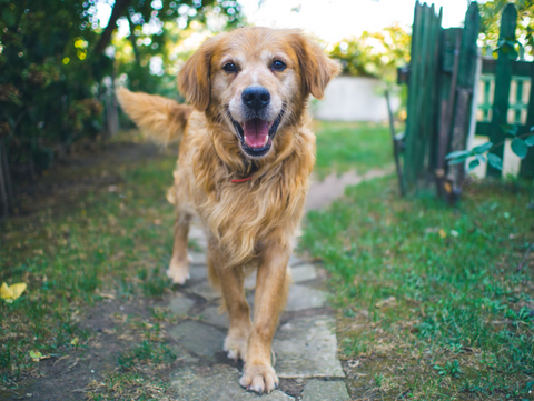 Happy senior dog